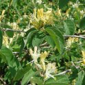 Lonicera xylosteum fleur